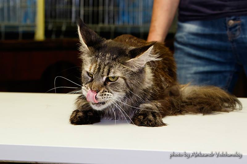 Bolero Seventh Fleet - maine-coon