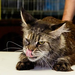 Bolero Seventh Fleet