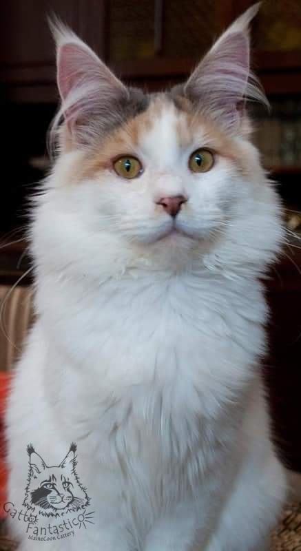 Handy Dandy July - maine-coon