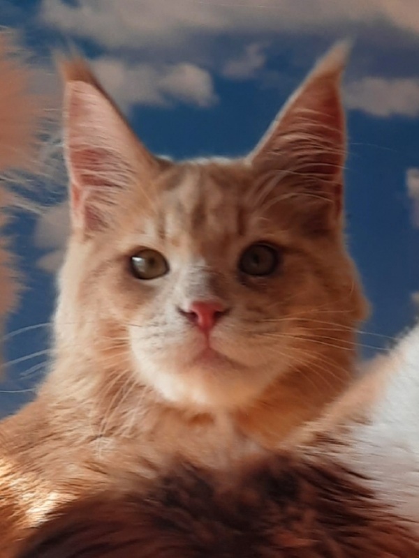 Gatto Fantastico Joy - Junior maine-coon 7 months 0.5 weeks