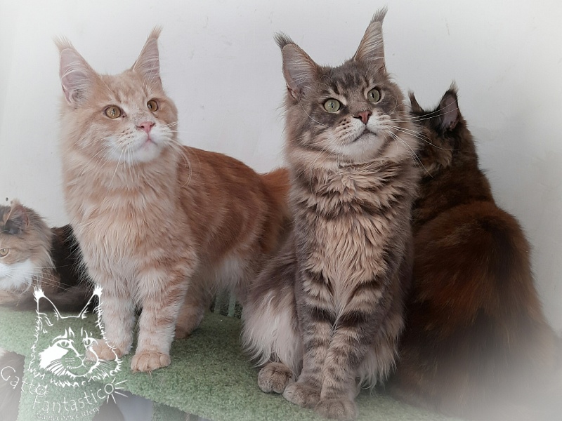 Gatto Fantastico Joy - Junior maine-coon 8 months 1.5 week
