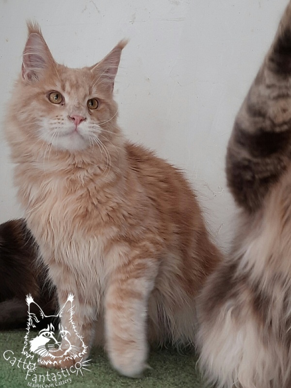 Gatto Fantastico Joy - Junior maine-coon 8 months 1.5 week