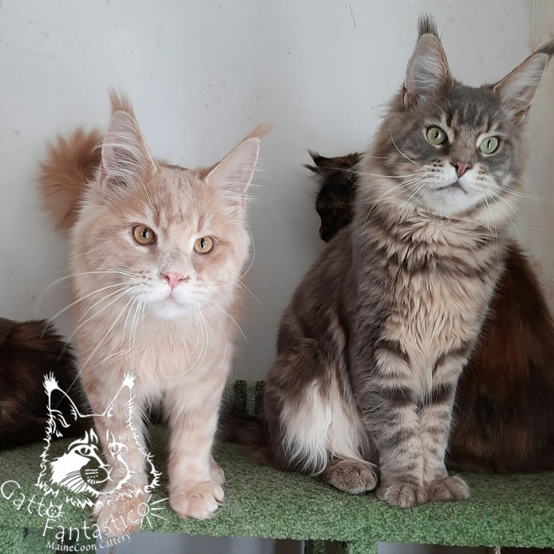 Gatto Fantastico Joy - Junior maine-coon 8 months 1.5 week