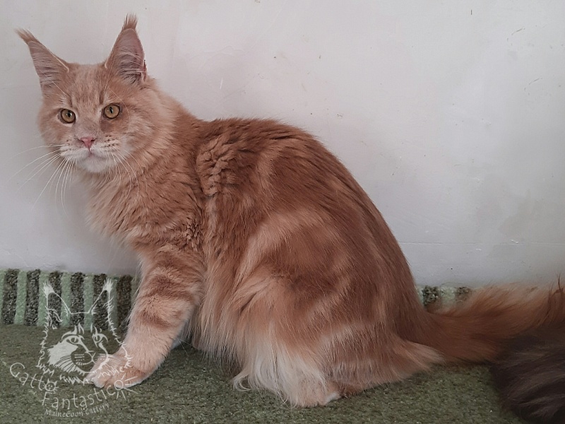 Gatto Fantastico Joy - Junior maine-coon 8 months 3 weeks