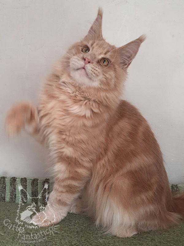 Gatto Fantastico Joy - Junior maine-coon 8 months 3 weeks