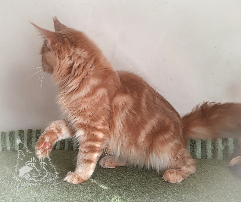 Gatto Fantastico Joy - Junior maine-coon 8 months 3 weeks