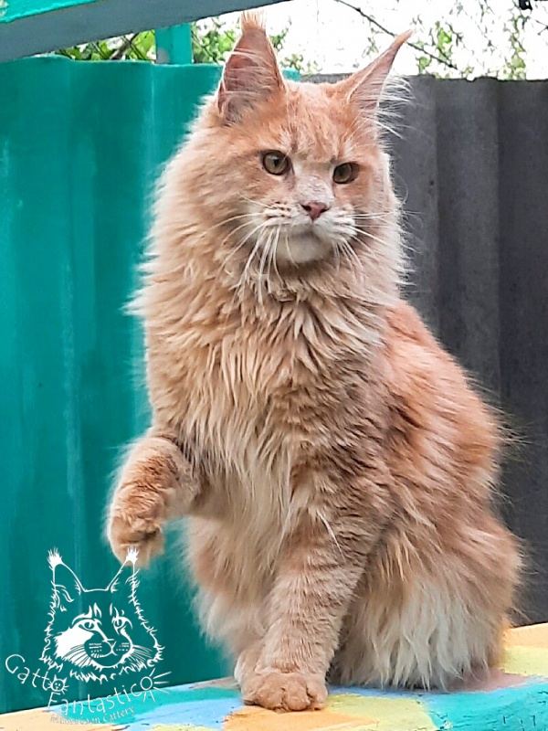 Gatto Fantastico Joy - Junior maine-coon 9 months 3.5 weeks