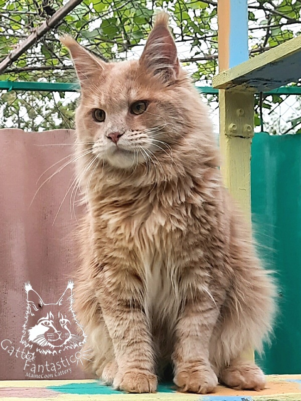 Gatto Fantastico Joy - Junior maine-coon 9 months 3.5 weeks