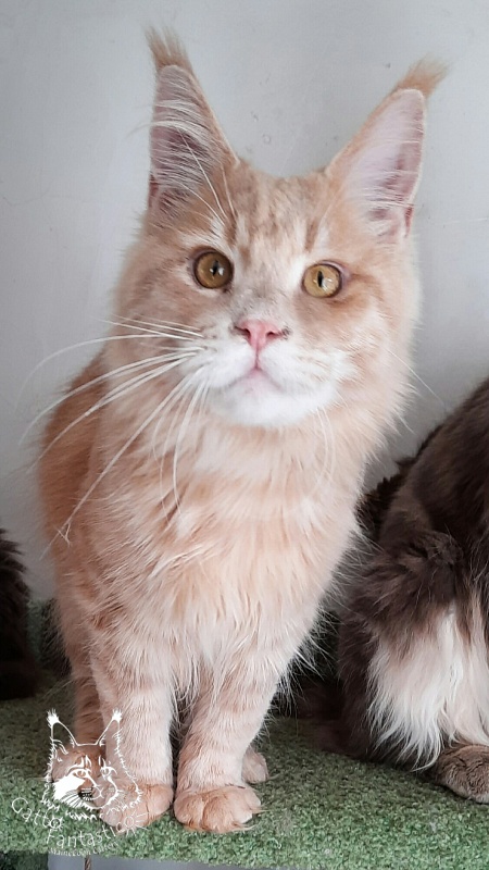 Gatto Fantastico Joy - Junior maine-coon 8 months 1.5 week