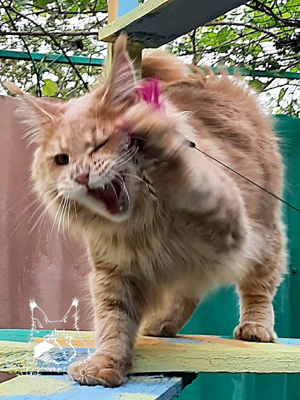 Gatto Fantastico Joy - Junior maine-coon 9 months 3.5 weeks