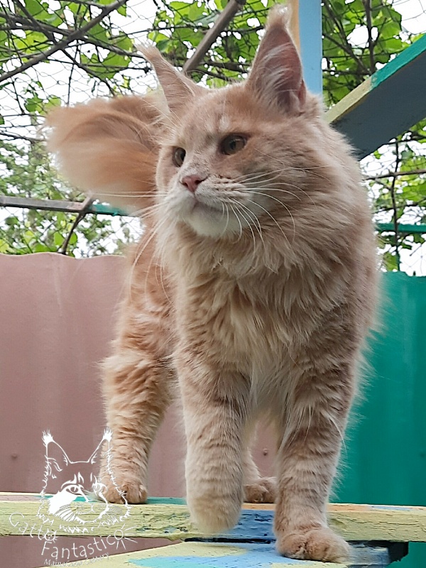 Gatto Fantastico Joy - Junior maine-coon 9 months 3.5 weeks