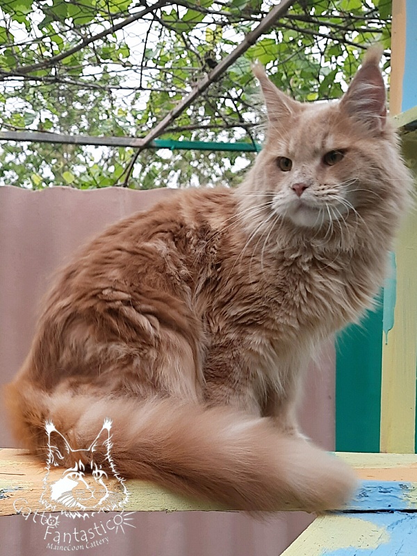 Gatto Fantastico Joy - Junior maine-coon 9 months 3.5 weeks