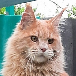 Gatto Fantastico Joy