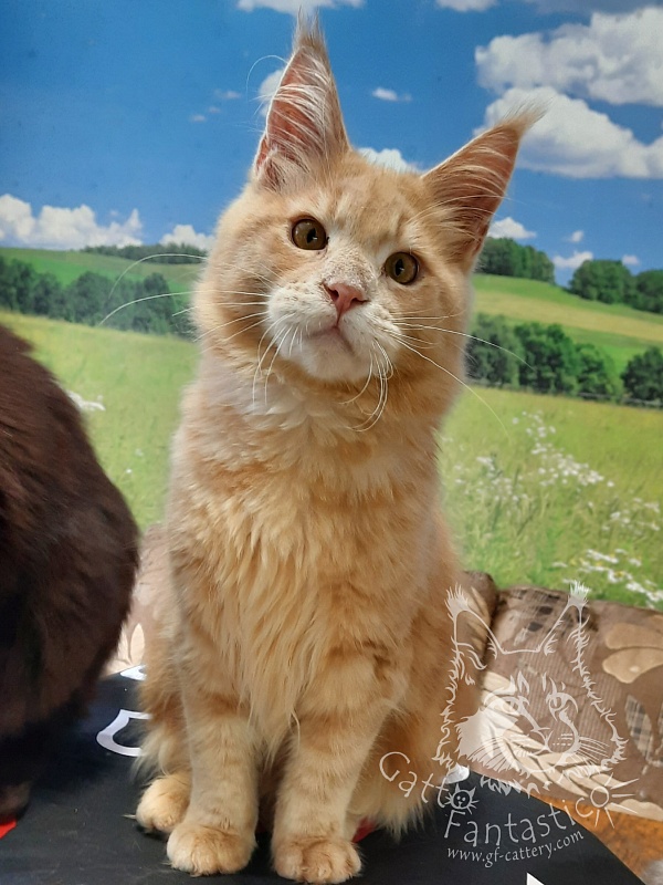 Gatto Fantastico Joy - maine-coon