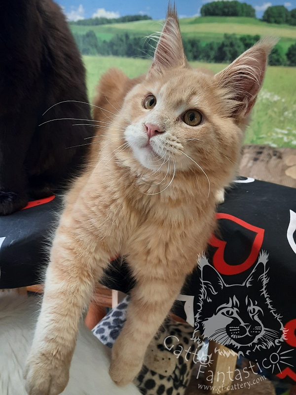 Gatto Fantastico Joy - maine-coon