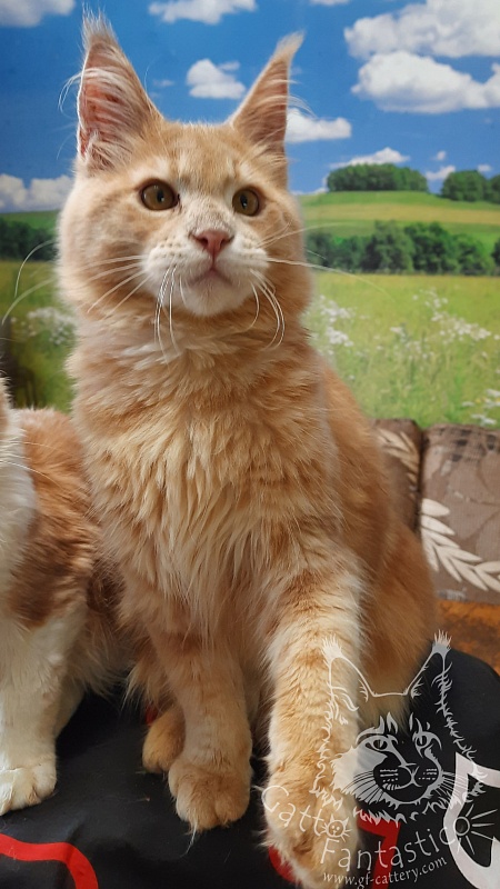 Gatto Fantastico Joy - maine-coon