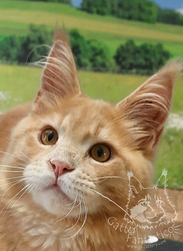 Gatto Fantastico Joy - maine-coon