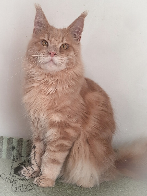 Gatto Fantastico Joy - Junior maine-coon 8 months 3 weeks