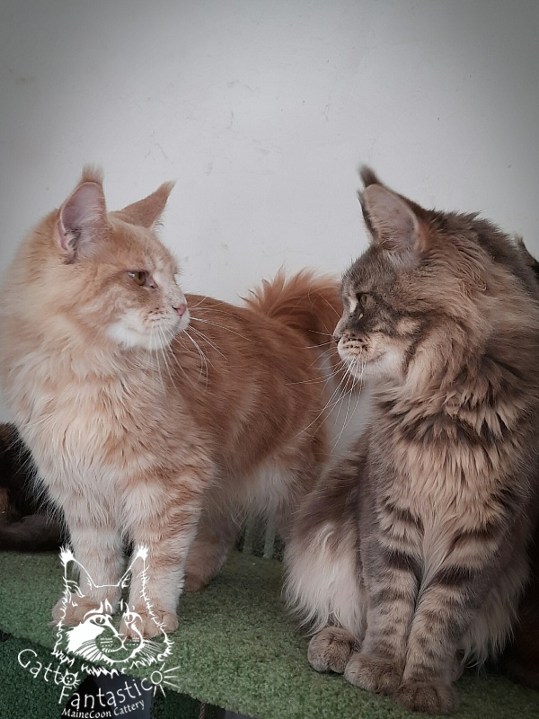 Gatto Fantastico Joy - Junior maine-coon 8 months 1.5 week