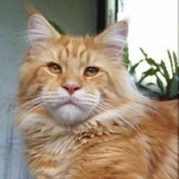 Thundercats Tin Pan Alley