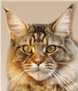 Langstteich's RR'Penny-Lane - мейн-кун