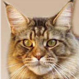 Langstteich's RR'Penny-Lane