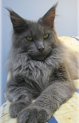 Big Giants Kenzo - мейн-кун