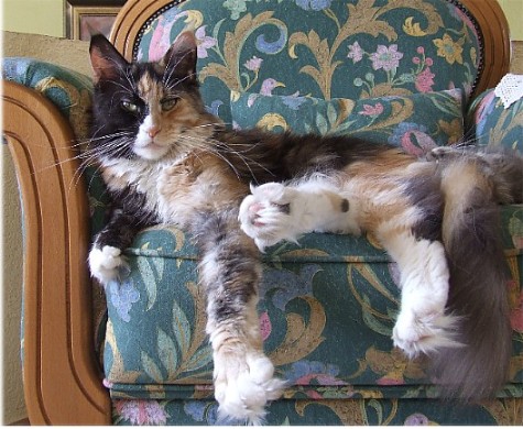 Kalaquendi Silvi-Cola - мейн-кун