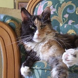 Kalaquendi Silvi-Cola