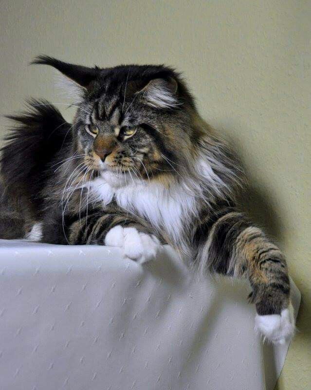 Brahms Akord - maine-coon