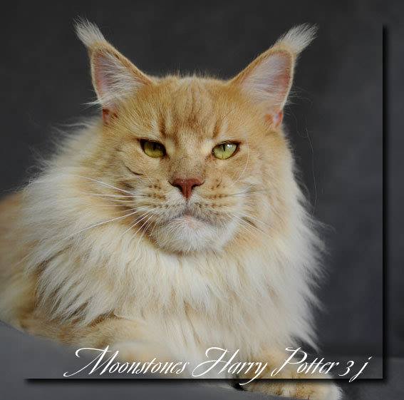 Moonstones Harry Potter - мейн-кун