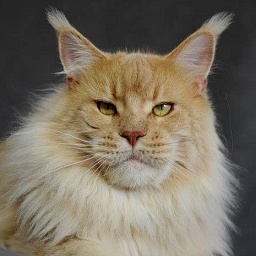 Moonstones Harry Potter