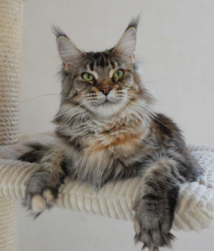 Justcoons Joanne K.Rowling - maine-coon