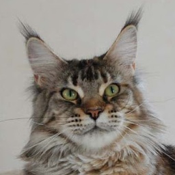 Justcoons Joanne K.Rowling