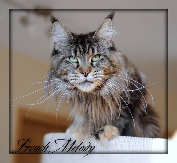 Peshewafarm French Melody - мейн-кун