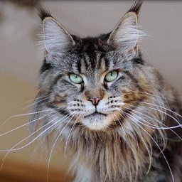 Peshewafarm French Melody