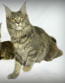 Peshewafarm La Bamba - maine-coon
