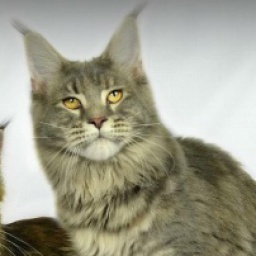 Peshewafarm La Bamba