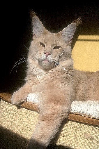 Noname Da Vinci - мейн-кун