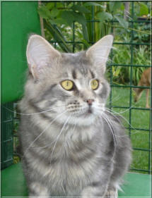 Rubin of Gentle Lions - мейн-кун