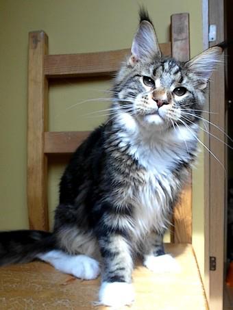 Loyalcoon Rudy - maine-coon