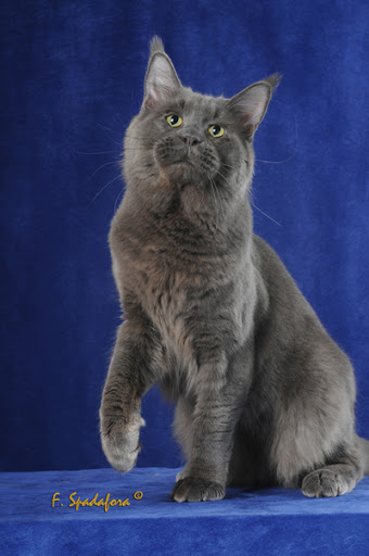 Osculum Ignis Della Tribu Del Deserto - maine-coon