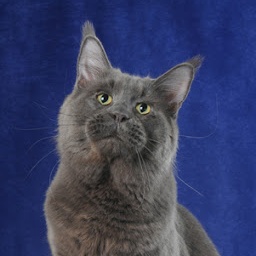 Osculum Ignis Della Tribu Del Deserto