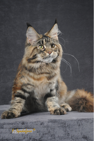 Felix Coon Odissea - мейн-кун