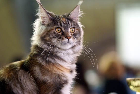 Didi Koci Przyladek - мейн-кун