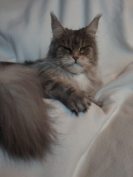 Gizme Arkiza - мейн-кун