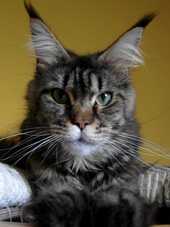Lola Arkiza - maine-coon