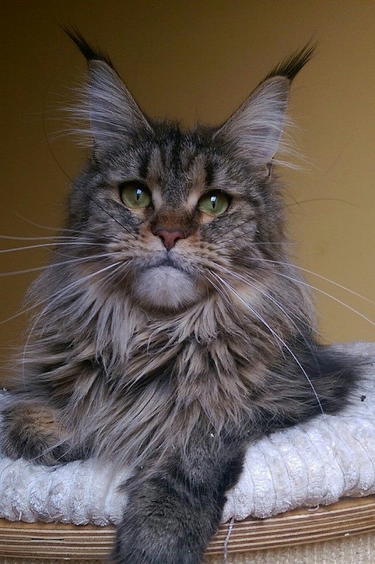 Tulimira Arkiza - maine-coon