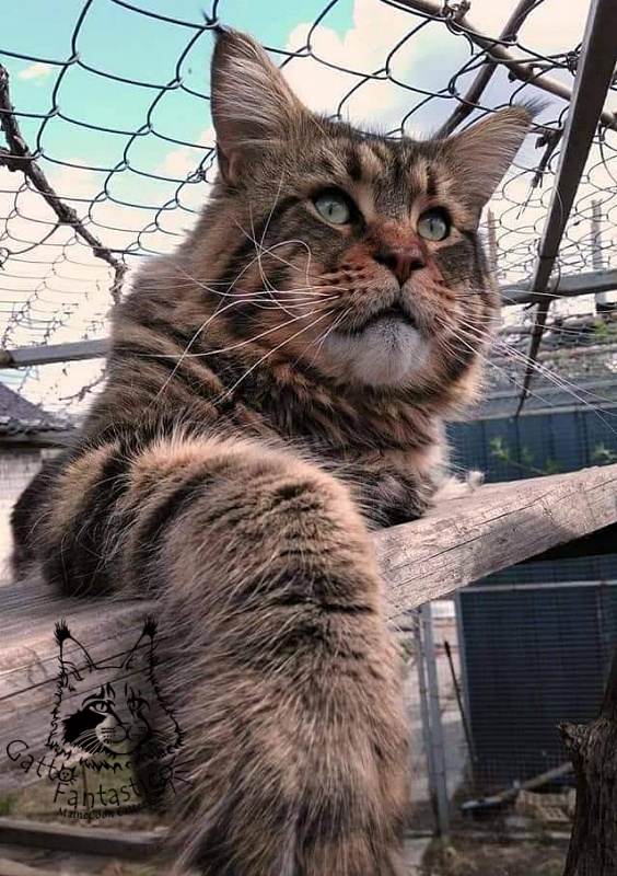 Erny Arkiza*PL - maine-coon