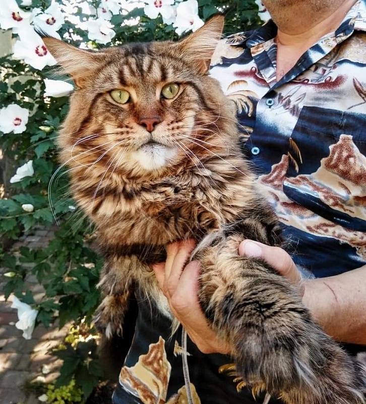 Erny Arkiza*PL - maine-coon